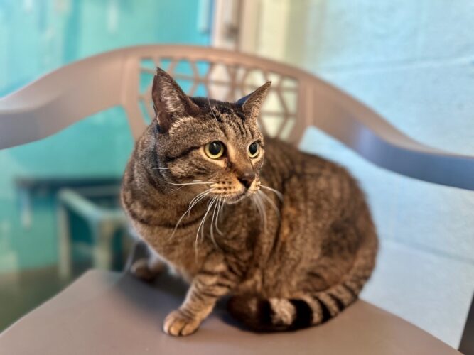 Cape Coral Animal Shelter Looking for a loving home News, Sports